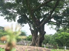 -名古屋城