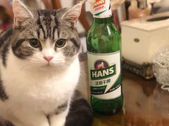 -米苏动物医院·犬猫专科·骨科外科内窥镜
