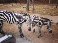 -清迈夜间动物园