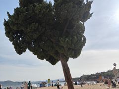 -青岛第一海水浴场
