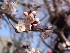 -桃花堤公园