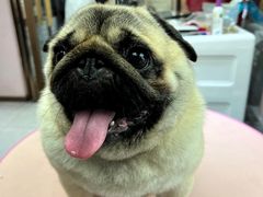-FAELING PETS美天灵宠物(富力广场店)