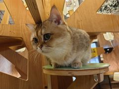 -MOCHA明星猫咖(田子坊店)