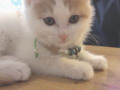 -平行世界·猫咖(首经贸店)