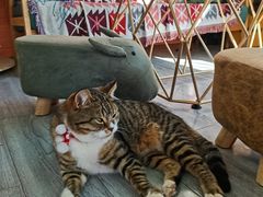 -喵屿·大理花园猫咖