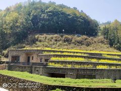 -桑洲油菜花景区
