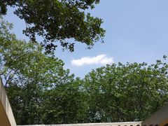 -大塘金香草谷