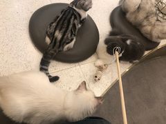 -飞行喵MR PILOT|猫舍·猫咖(静安大融城店)