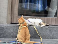 -Again Coffee Roaster(香蜜湖店)