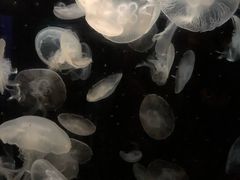 -鹿儿岛水族馆