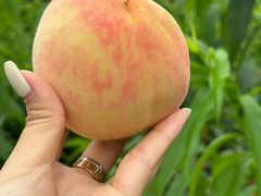 -南汇新场正宗水蜜桃采摘