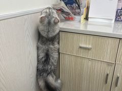 -凯特喵百思猫专科医院