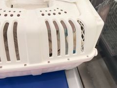 -四月宠物医院·猫专科·心脏专科·内科(转塘店)