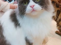 -李小姐の猫咖啡馆(五角场店)