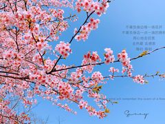 -顾村公园
