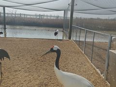 -盐城丹顶鹤湿地生态旅游区