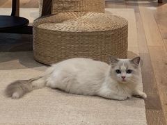 -瞄一喵猫咖(格力海岸店)