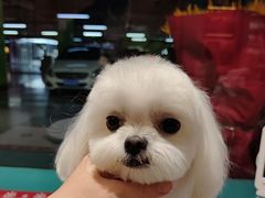 -FAELING PETS美天灵宠物(富力广场店)