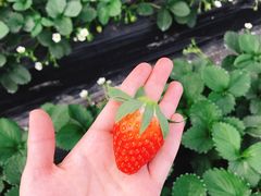 -喜杨洋草莓采摘园