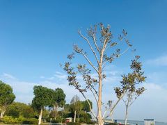 -合肥滨湖国家森林公园