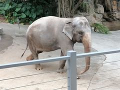 -深圳野生动物园