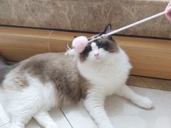 -Catmate·猫肥家润(金润铂宫店)