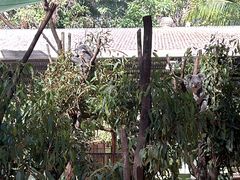 -可伦宾野生动物保护区