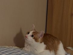 -纳吉亚猫专科动物医院·北北分院