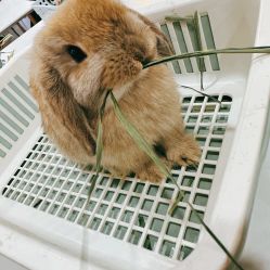 -Moni星球萌宠·小马宝莉·灵蛇·高端高阶全萌宠互动体验俱乐部(红豆国际广场店)