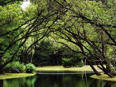 -上海共青森林公园