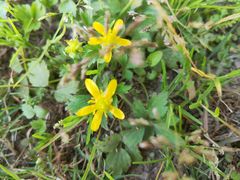 -眉山湿地公园(东坡区)