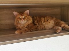 -藏猫猫咖啡主题馆(中央大道店)