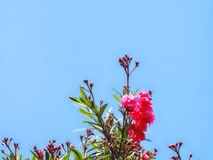 -银湖山郊野公园-相思林