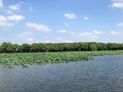 -荷塘月色湿地公园·向阳花洲