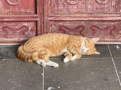 -龙华素斋(龙华路店)