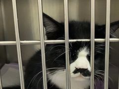 -中农国际动物医院24小时·猫科·骨科·急重症中心