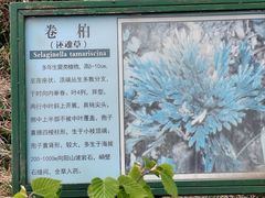 -凤凰山国家森林公园