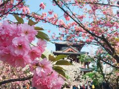 -西安青龙寺遗址景区
