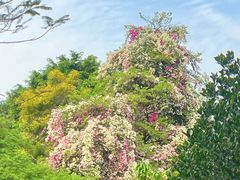 -深圳国际园林花卉博览园