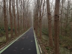 -合肥滨湖国家森林公园