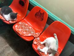 -宝旺姜母鸭(顶澳仔猫街店)