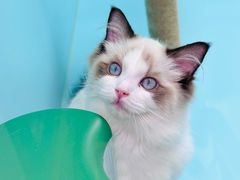 -猫宠乐园·专业洗护