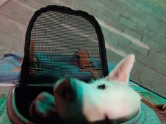 -翊宠yipet猫狗购宠庄园犬舍•猫舍