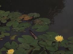 -夏河溪乡野公园