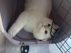 -纳吉亚猫专科动物医院·北北分院