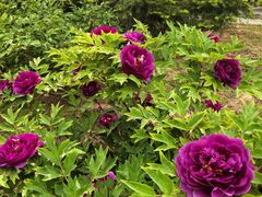 -国家植物园南园