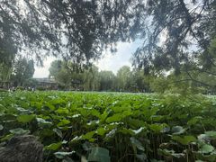 -莲池书院博物馆