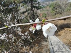 -北京水岸山吧度假村(雁栖镇店)
