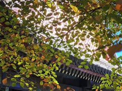 -颐和园