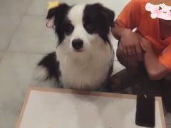 -趣玩宠物乐园寄养训犬训狗游泳池